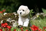 BICHON FRISE 540